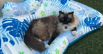 valerie pet sitter à MONTAGNY 69700
