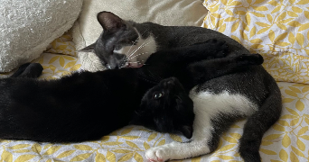 sophia pet sitter à BRIVE LA GAILLARDE 19100_3