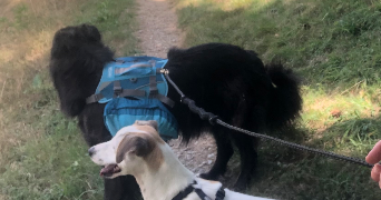 anaïs pet sitter à MARCY L ETOILE 69280_4