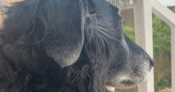 manel pet sitter à LEMPS 07610_0