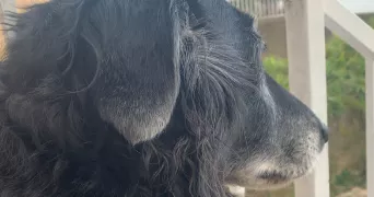 manel pet sitter à LEMPS 07610