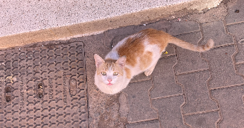 léonie pet sitter à CHATOU 78400_7