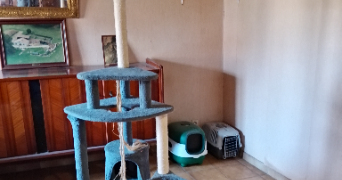 david pet sitter à BAZAS 33430_7