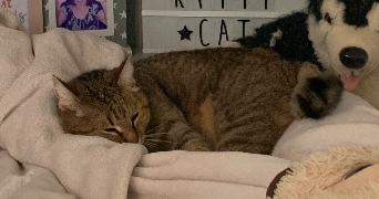 ophelie pet sitter à L ISLE JOURDAIN 32600_4