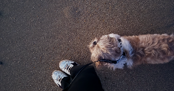 garance pet sitter à RENNES 35700_2
