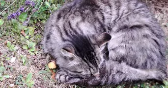lucile cat sitter à BIEVILLE BEUVILLE 14112