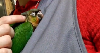 ambre pet sitter à ST PRIEST 69800_3