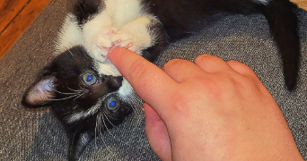 cloé pet sitter à GIVET 08600_2