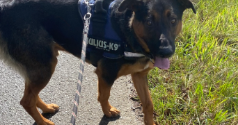 enora pet sitter à ST AGATHON 22200_2