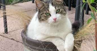 mylène pet sitter à VIRY CHATILLON 91170_0