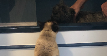 bastien pet sitter à CAEN 14000_5