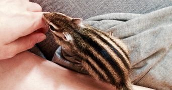 sabrine pet sitter à MONTPELLIER 34000_2