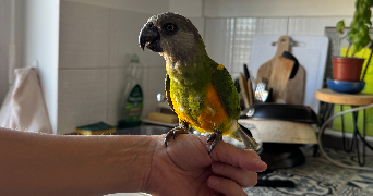 elise pet sitter à VERSAILLES 78000_6