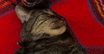 ophélie pet sitter à Beynes 78650_6