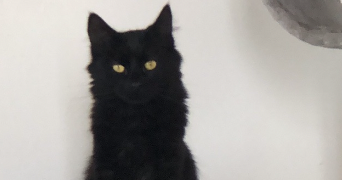 lea pet sitter à CALAIS 62100_1