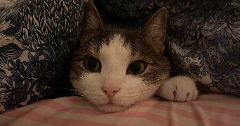 elisa pet sitter à VILLE D AVRAY 92410_3
