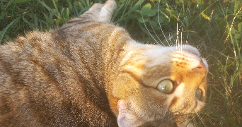 morgane pet sitter à QUIMPER 29000_1