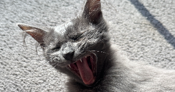 virginie pet sitter à Pleurtuit 35730_6