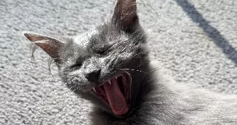 virginie pet sitter à Pleurtuit 35730