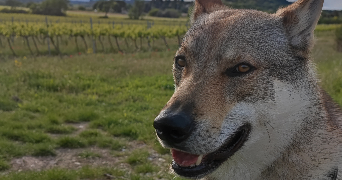 thomas pet sitter à LA FARE LES OLIVIERS 13580_0