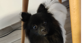 margot pet sitter à ERCE EN LAMEE 35620_1