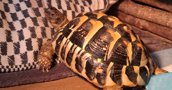 emmanuelle pet sitter à VIGNEUX SUR SEINE 91270_8