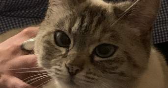 laila pet sitter à CAEN 14000_3