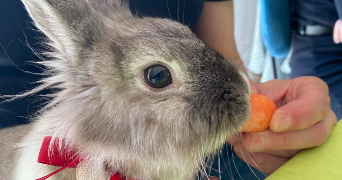 laura pet sitter à Sainte-Foy-lès-Lyon 69110_7