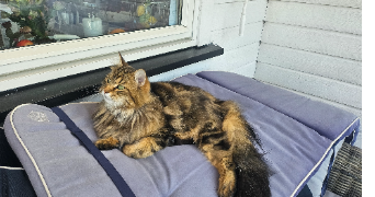 wafaa pet sitter à PARIS 16 75016_7