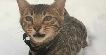 laura pet sitter à ST OUEN SUR SEINE 93400_3
