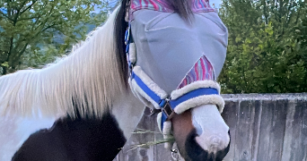 oceane pet sitter à LE PONT DE CLAIX 38800_2