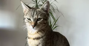 warda pet sitter à MARSEILLE 08 13008