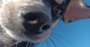 mathilde pet sitter à CLERMONT FERRAND 63000_6