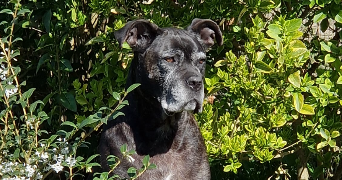 shelsy pet sitter à DREUIL LES AMIENS 80470_1