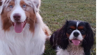 emilie pet sitter à MARMAGNE 18500_0