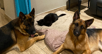 lea pet sitter à PAU 64000_3