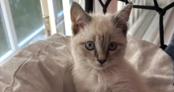 mika pet sitter à GOUSSAINVILLE 95190_0