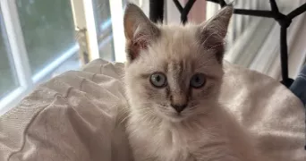 mika pet sitter à GOUSSAINVILLE 95190