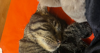 ornella pet sitter à MARTIGUES 13500_1