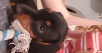 mégane pet sitter à LYON 09 69009_3