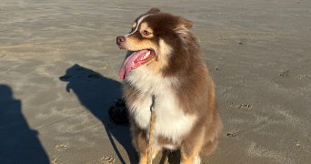 rachelle pet sitter à YVETOT 76190_4