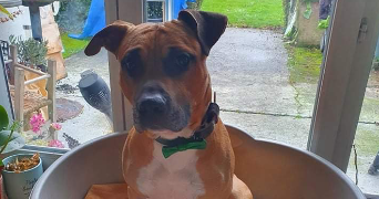 aline pet sitter à BEDEE 35137_0