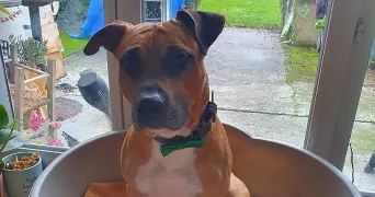aline pet sitter à BEDEE 35137