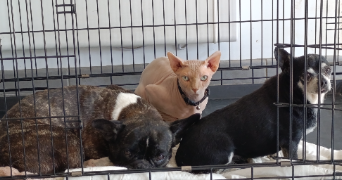 fanny pet sitter à HERSIN COUPIGNY 62530_3