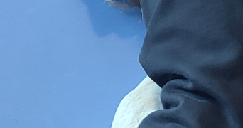isaline pet sitter à MULHOUSE 68100_0