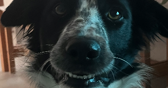 guillaume cat sitter à ALBI 81000_4