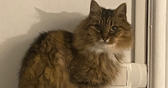 valentin pet sitter à Avesnes les aubert 59129_1