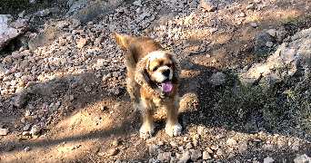 Jade pet sitter à Paris 75009_0