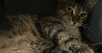 chloe pet sitter à Lamotte Du Rhone 84840_5
