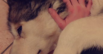 mathilde pet sitter à Montbéliard 25200_4